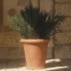 Camelia Pot - 23 cm with saucers