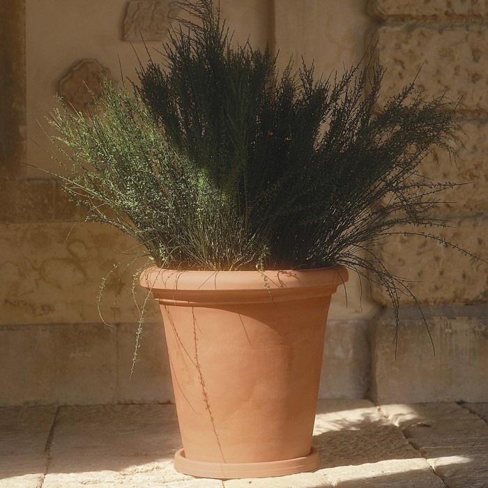Camelia Pot - 23 cm with saucers